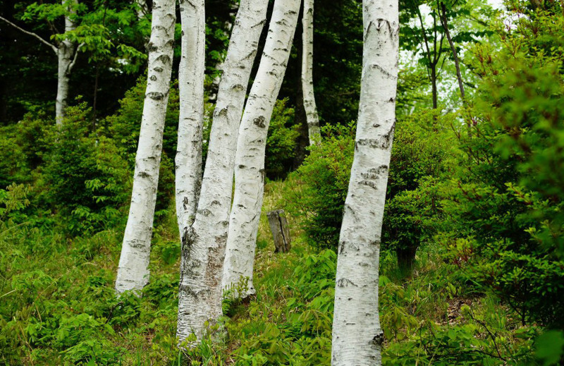 f:id:hashiba511:20140528044136j:image f:id:hashiba511:20140528044136j:image