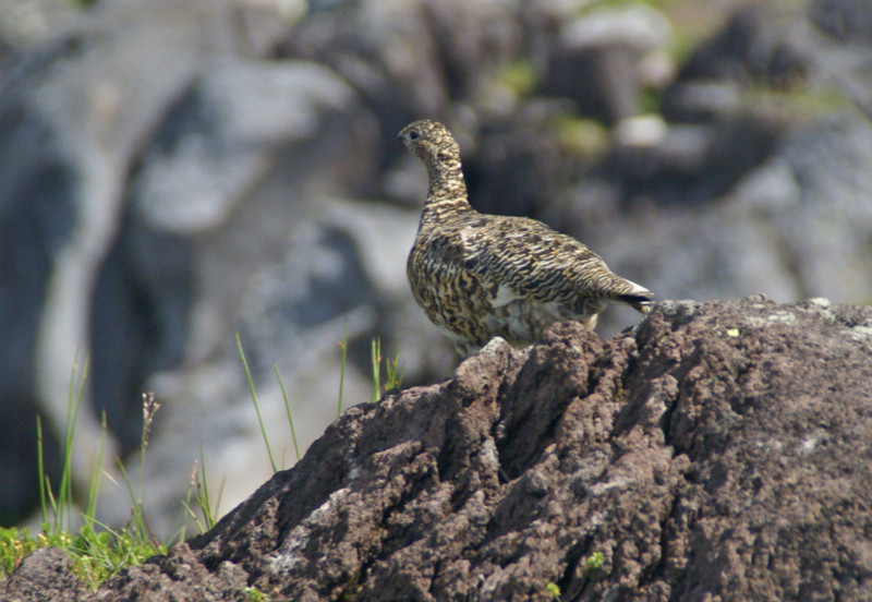 f:id:hashiba511:20140528044257j:image f:id:hashiba511:20140528044257j:image