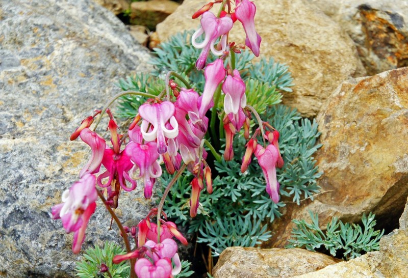 f:id:hashiba511:20140708075502j:image