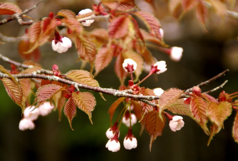 f:id:hashiba511:20140713080943j:image