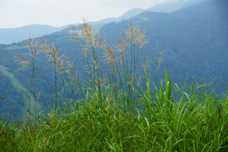 f:id:hashiba511:20140814052900j:image