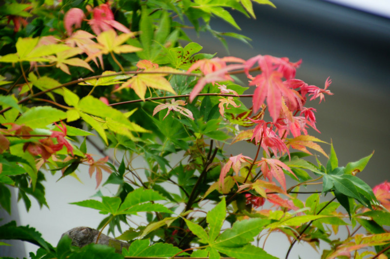 f:id:hashiba511:20140819074341j:image