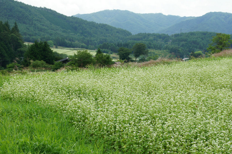 f:id:hashiba511:20140902054133j:image