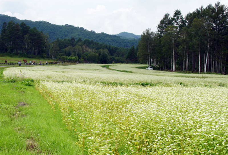 f:id:hashiba511:20140902054138j:image