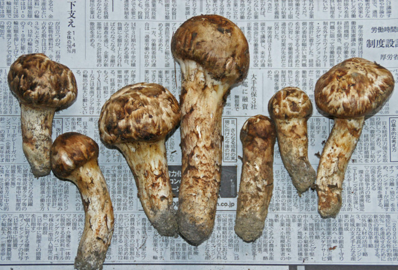 f:id:hashiba511:20140927070131j:image
