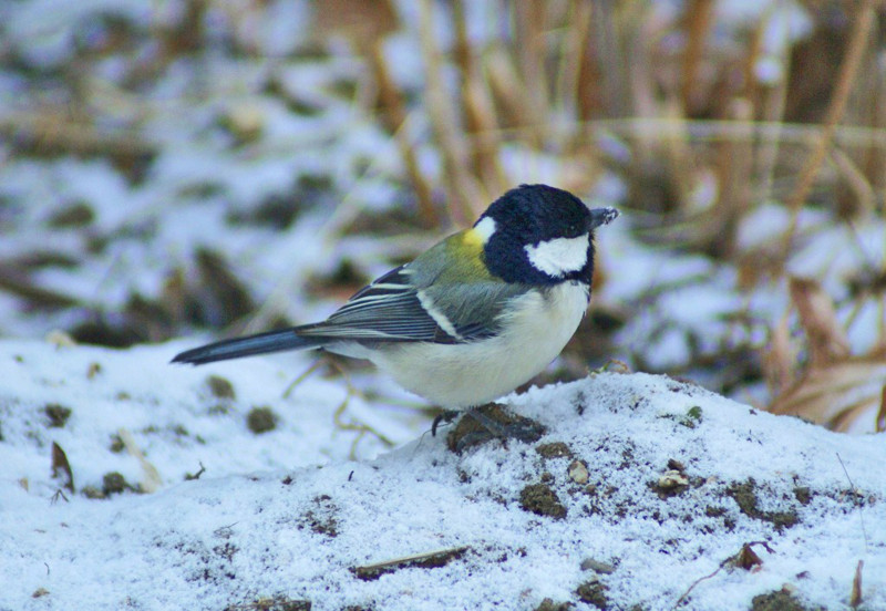 f:id:hashiba511:20150109181032j:image