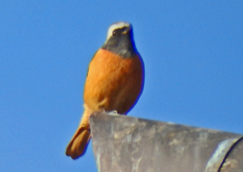 f:id:hashiba511:20150109181157j:image