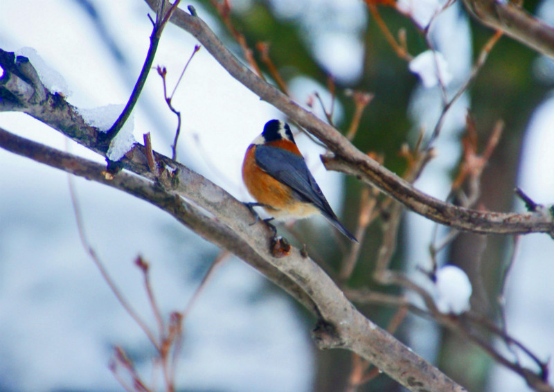 f:id:hashiba511:20150131150525j:image