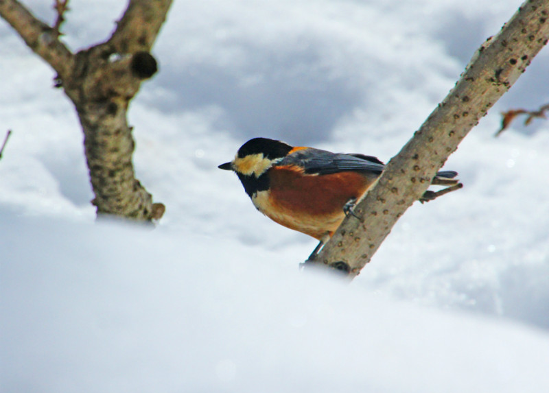 f:id:hashiba511:20150131150527j:image