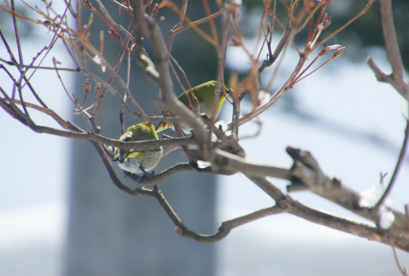 f:id:hashiba511:20150131150732j:image