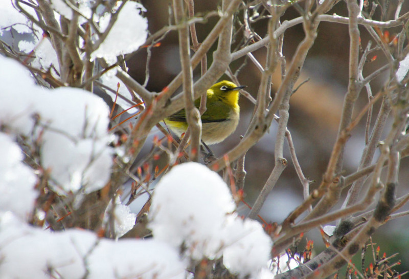 f:id:hashiba511:20150131150736j:image