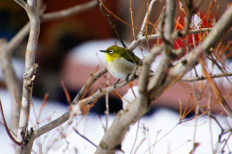 f:id:hashiba511:20150131151519j:image