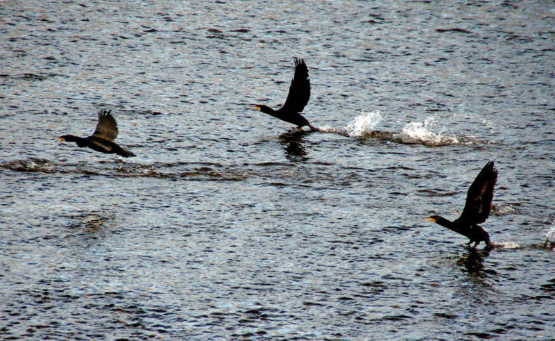 f:id:hashiba511:20150207184430j:image