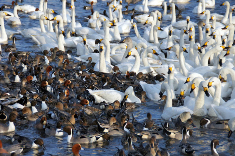 f:id:hashiba511:20150207184435j:image