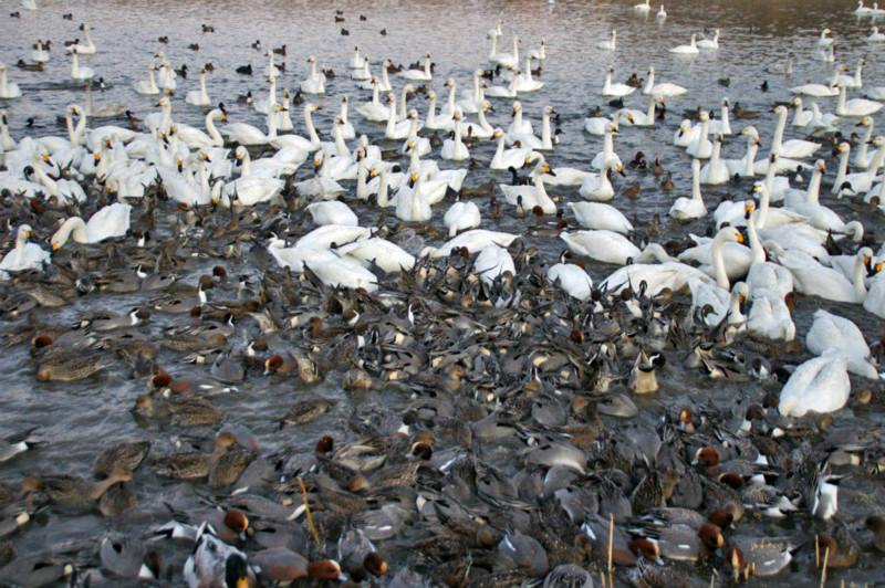 f:id:hashiba511:20150207184437j:image