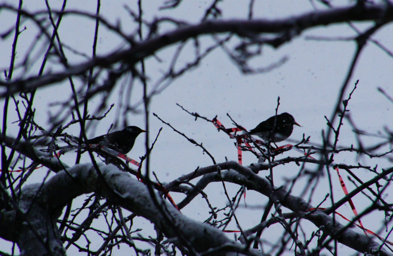 f:id:hashiba511:20150209062958j:image