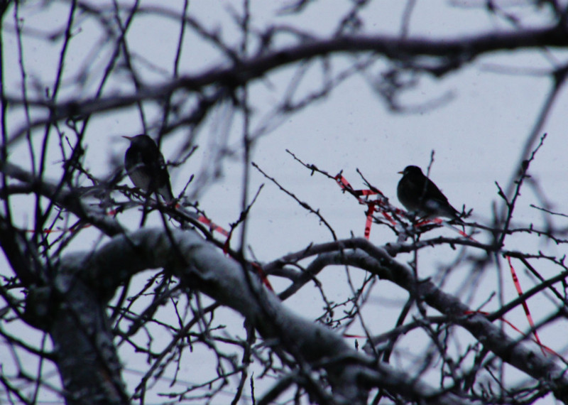 f:id:hashiba511:20150209063002j:image