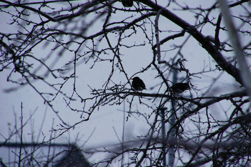 f:id:hashiba511:20150209063004j:image