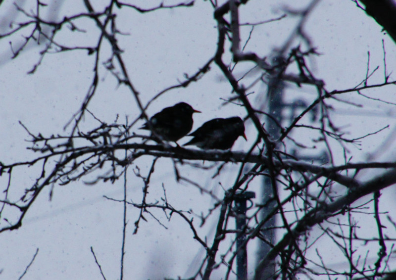 f:id:hashiba511:20150209063006j:image