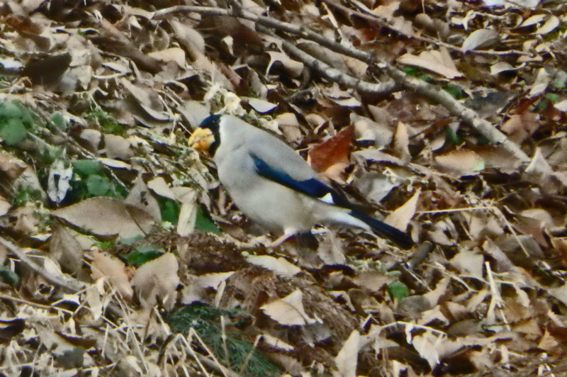 f:id:hashiba511:20150217024718j:image f:id:hashiba511:20150217024718j:image