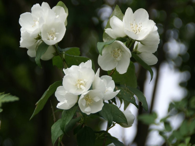 f:id:hashiba511:20150603071528j:image f:id:hashiba511:20150603071528j:image