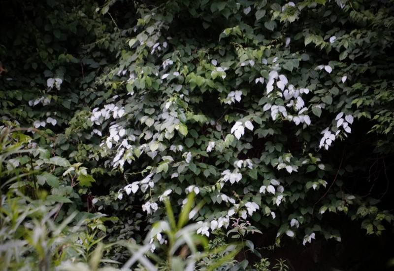 f:id:hashiba511:20150629145335j:image
