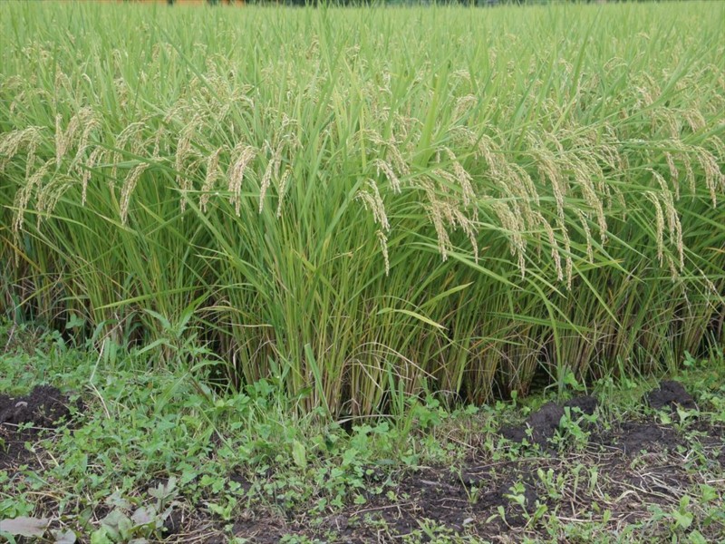 f:id:hashiba511:20150901180315j:image