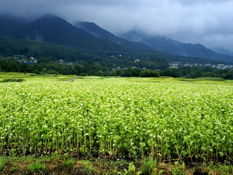 f:id:hashiba511:20150901180316j:image