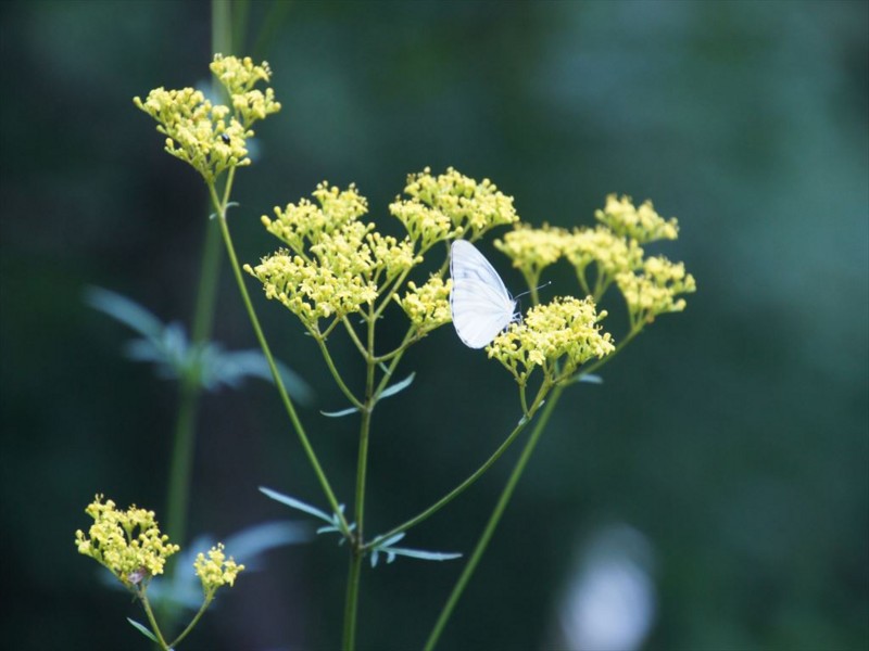 f:id:hashiba511:20150908062703j:image