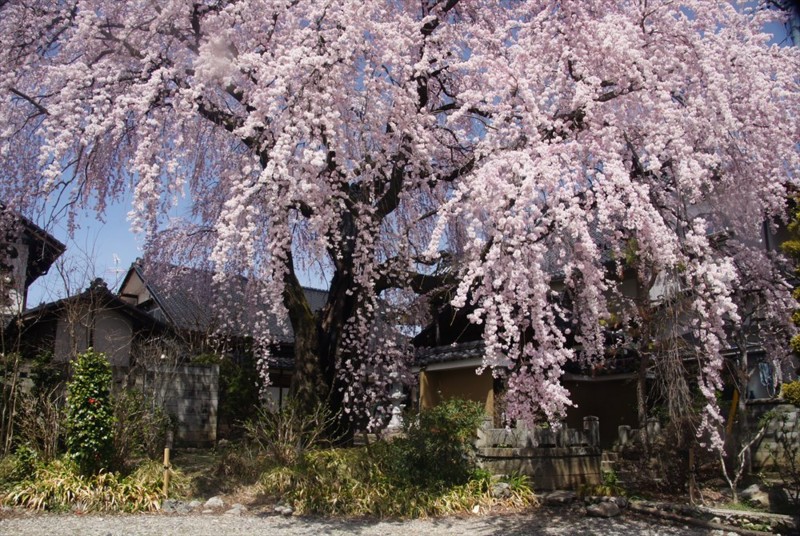 f:id:hashiba511:20160408080932j:image f:id:hashiba511:20160408080932j:image