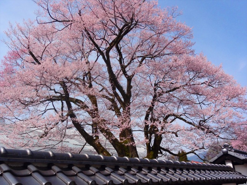 f:id:hashiba511:20160408081805j:image f:id:hashiba511:20160408081805j:image