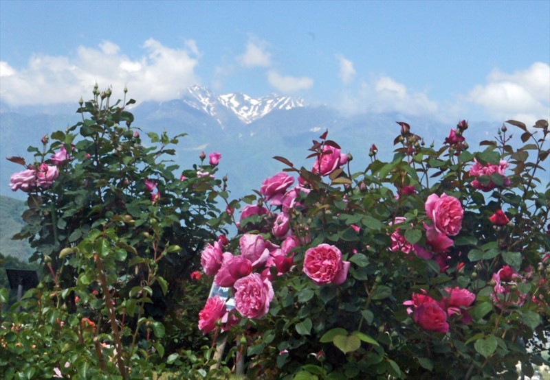 f:id:hashiba511:20160603032854j:image