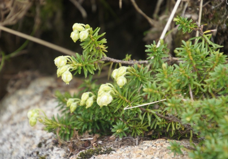 f:id:hashiba511:20160630054301j:image