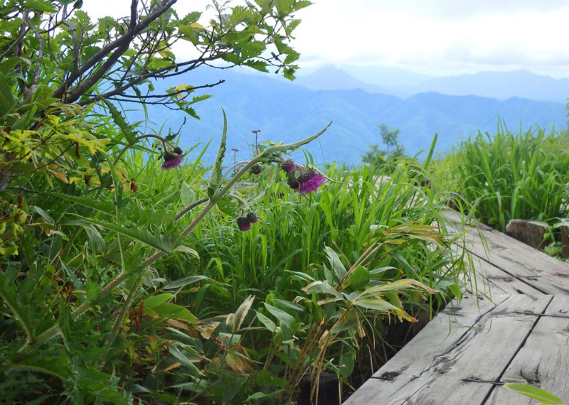 f:id:hashiba511:20160713041602j:image