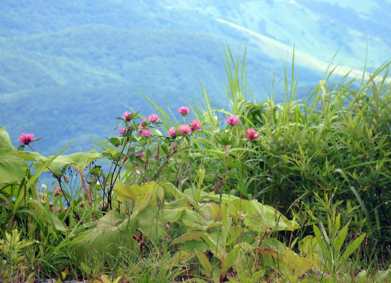 f:id:hashiba511:20160713041608j:image