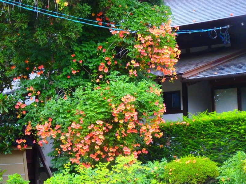 f:id:hashiba511:20160729051349j:image