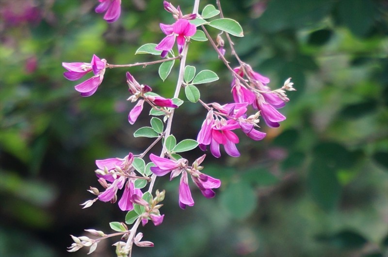 f:id:hashiba511:20160903054101j:image f:id:hashiba511:20160903054101j:image