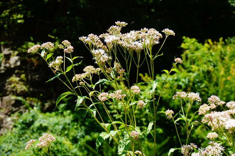 f:id:hashiba511:20160903054104j:image f:id:hashiba511:20160903054104j:image