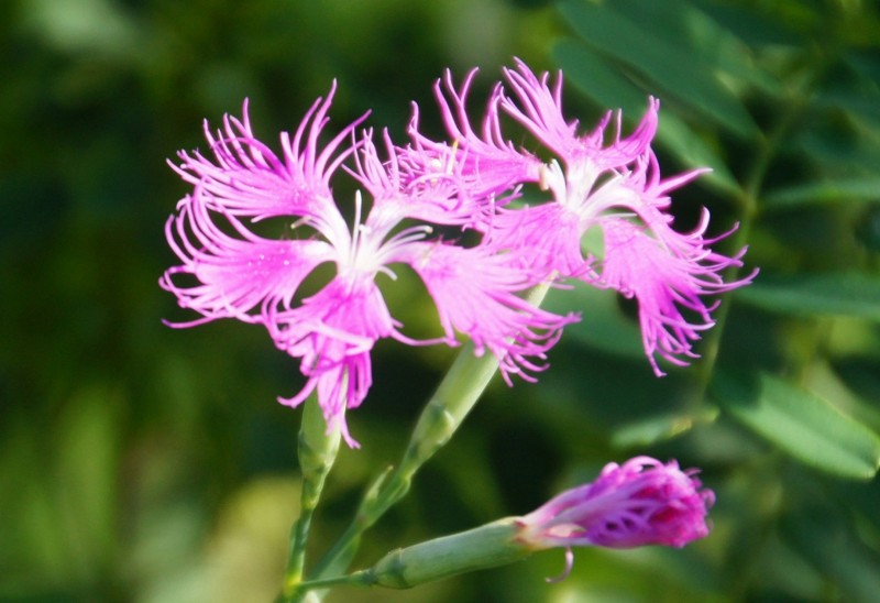 f:id:hashiba511:20160903054106j:image f:id:hashiba511:20160903054106j:image