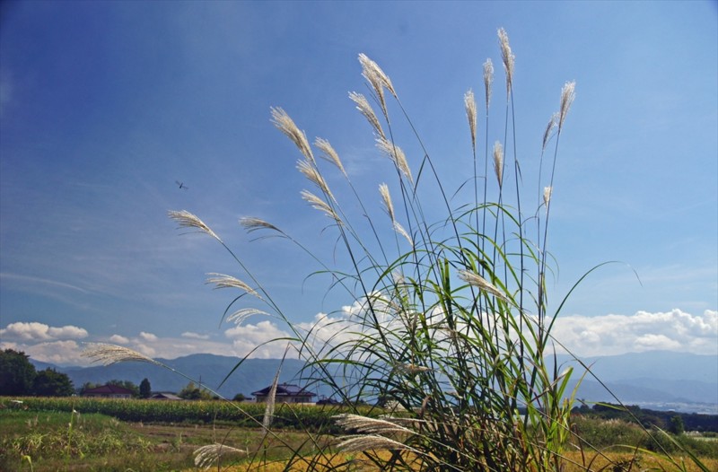 f:id:hashiba511:20160903054110j:image f:id:hashiba511:20160903054110j:image