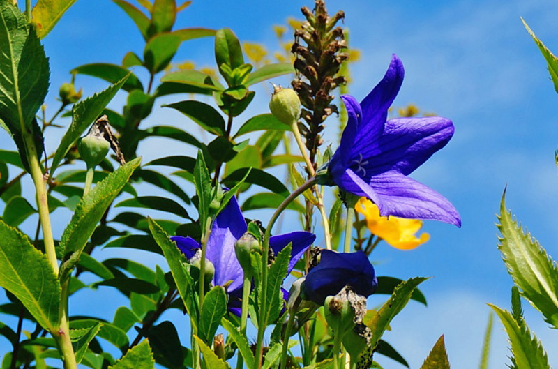 f:id:hashiba511:20160903054555j:image f:id:hashiba511:20160903054555j:image