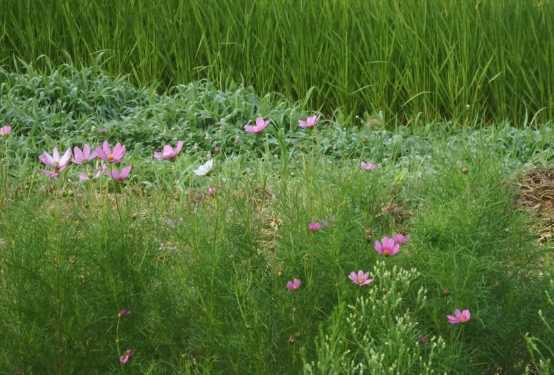 f:id:hashiba511:20160908092708j:image