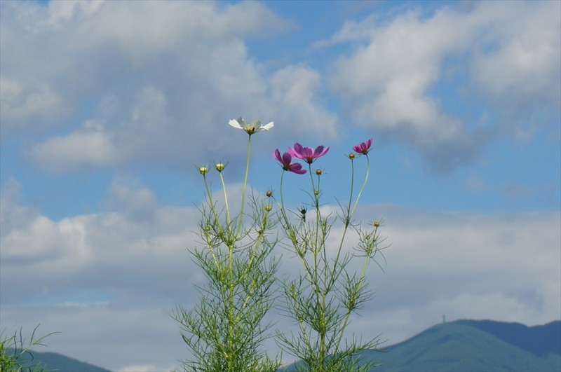 f:id:hashiba511:20160908092711j:image