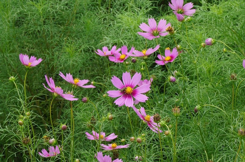 f:id:hashiba511:20160908092713j:image