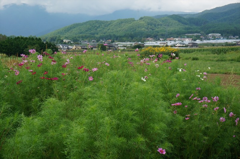 f:id:hashiba511:20160908092716j:image