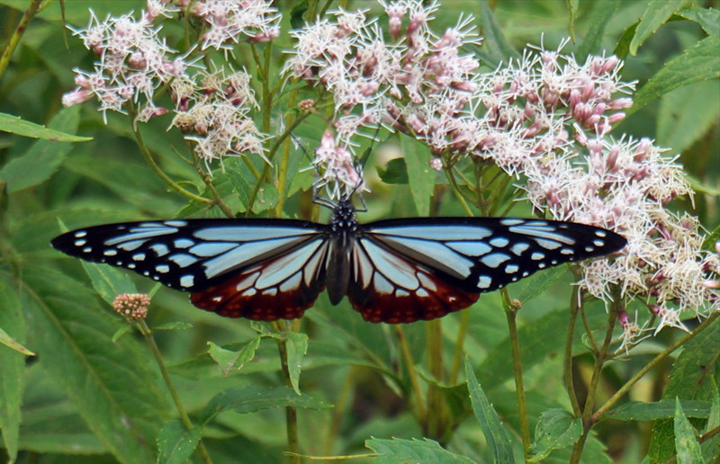 f:id:hashiba511:20160916041919j:image f:id:hashiba511:20160916041919j:image