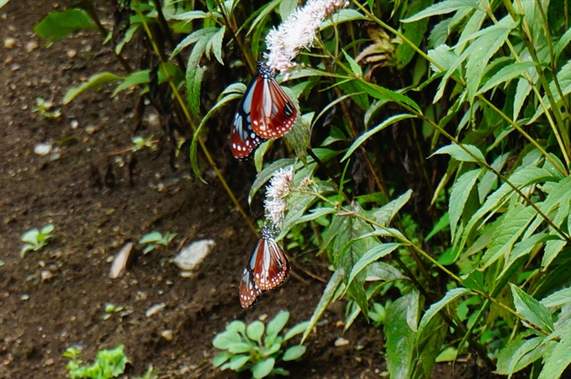 f:id:hashiba511:20160916041922j:image f:id:hashiba511:20160916041922j:image