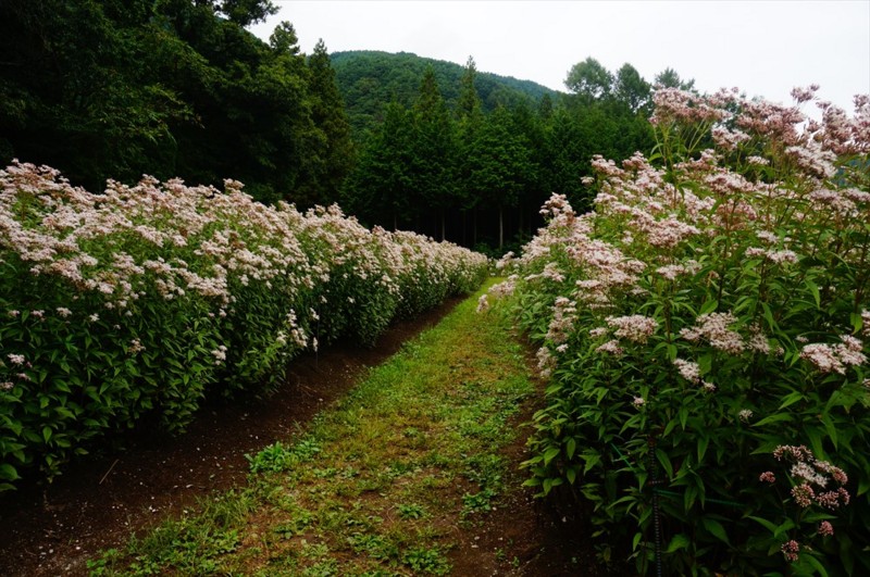 f:id:hashiba511:20160916041924j:image f:id:hashiba511:20160916041924j:image