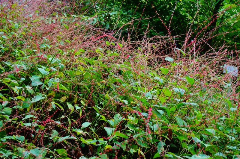 f:id:hashiba511:20160918062416j:image