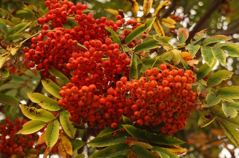 f:id:hashiba511:20160918062419j:image